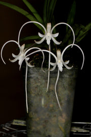Neofinetia falcata 'Manjushage' 曼珠沙華