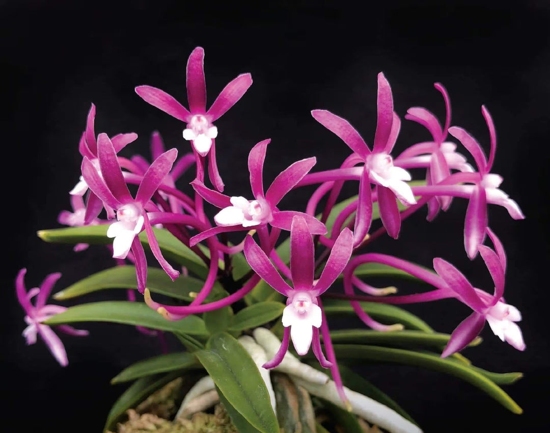 Neofinetia falcata 'Raikoumaru' 雷紅丸