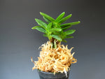Load image into Gallery viewer, Neofinetia falcata 'Tengyokuhou' 天玉宝