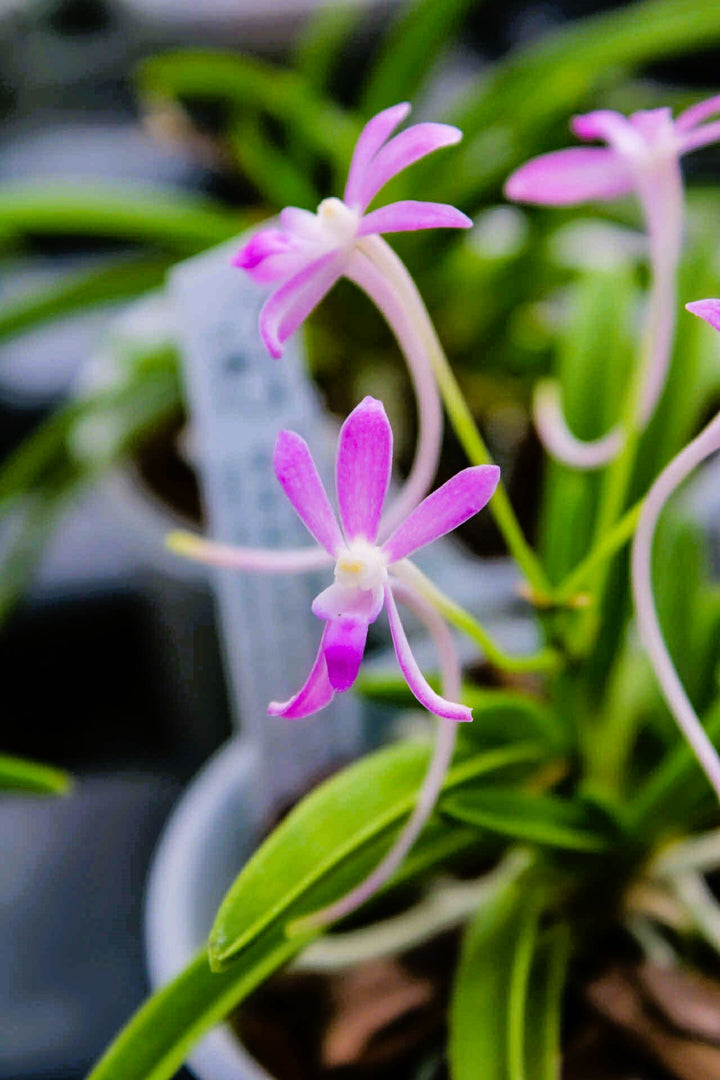 Neofinetia falcata 'Wonhong' 원홍 元紅