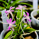 Carica l'immagine nel visualizzatore Galleria, Neofinetia falcata 'Wonhong' 원홍 元紅