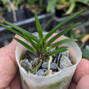 Neofinetia falcata 'Manjushage' 曼珠沙華 x 'Shutennou' 朱天王