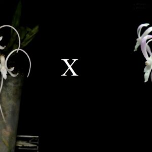 Neofinetia falcata 'Manjushage' 曼珠沙華 x 'Shutennou' 朱天王