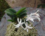 Load image into Gallery viewer, Neofinetia falcata 'Tengyokuhou' 天玉宝