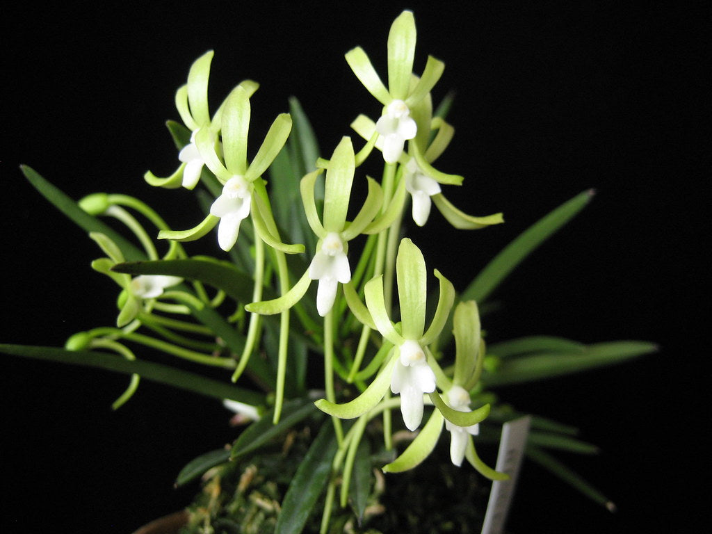 Neofinetia falcata 'Hisui' 翡翠