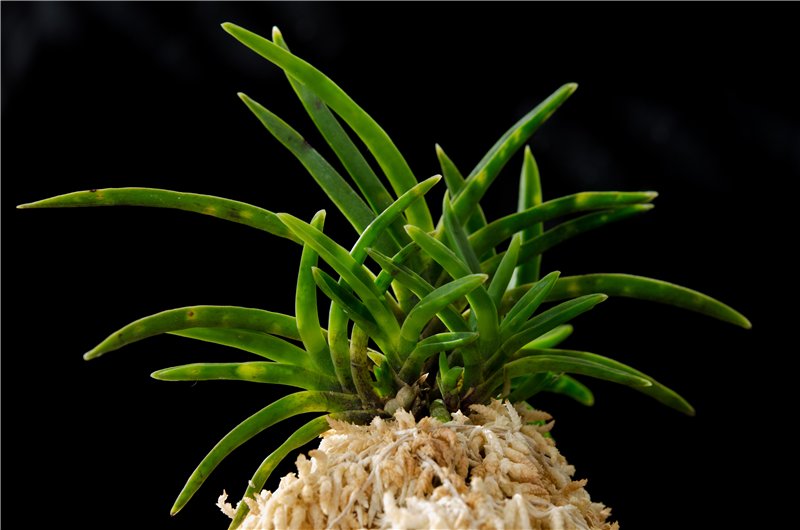 Neofinetia falcata 'Kinkousei' 金光星