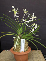 Carica l&#39;immagine nel visualizzatore Galleria, Neofinetia falcata &#39;Shunkyūden&#39; 春及殿
