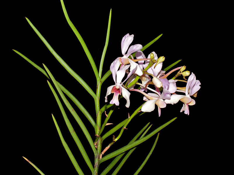 Papilionanda Pink Fairy (Neofinetia falcata x Papilionanthe teres)