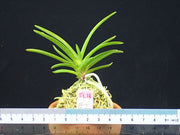 Neofinetia falcata 'Benisuzume' 紅雀
