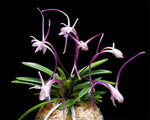 Load image into Gallery viewer, Neofinetia falcata 'Hanakanzashi' 花簪