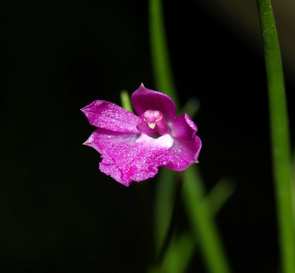Neolauchea pulchella
