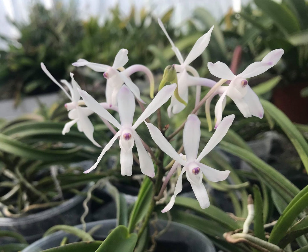 Neostylis Lou Sneary 'White' (Neofinetia falcata x Rhy. coelestis var alba)