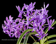 Neostylis Lou Sneary 'Blue' (Neofinetia falcata x Rhynchostylis coelestis blue)