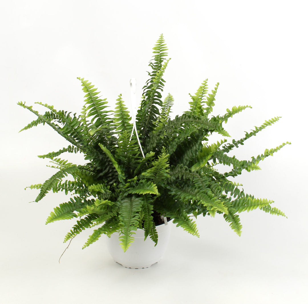 Nephrolepis exaltata 'Sonata'