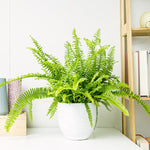 Carica l&#39;immagine nel visualizzatore Galleria, Nephrolepis exaltata &#39;Green Lady&#39;
