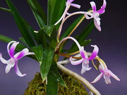 Neofinetia falcata 'Niji-no-Shizuku' 虹の雫
