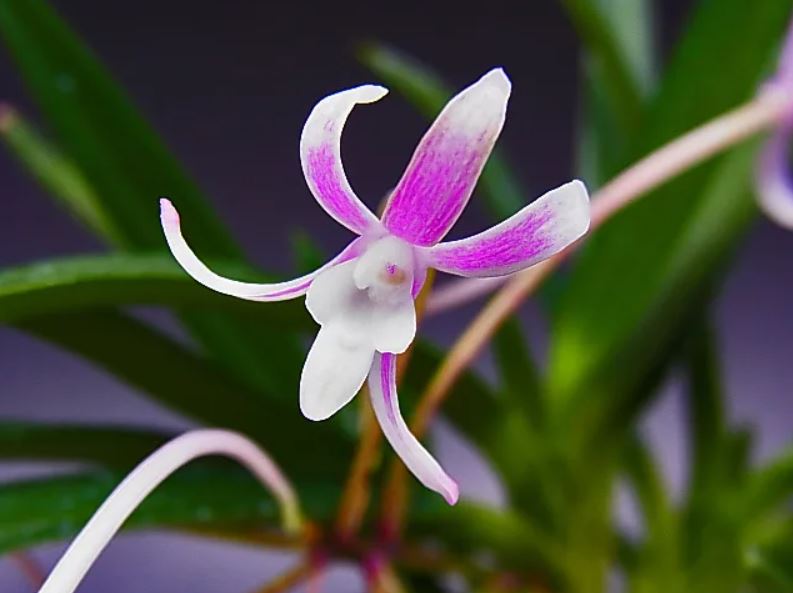 Neofinetia falcata 'Niji-no-Shizuku' 虹の雫