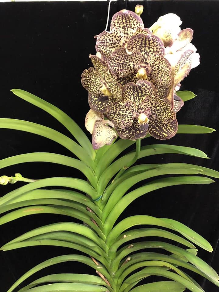 Vanda Ocelot Mocha