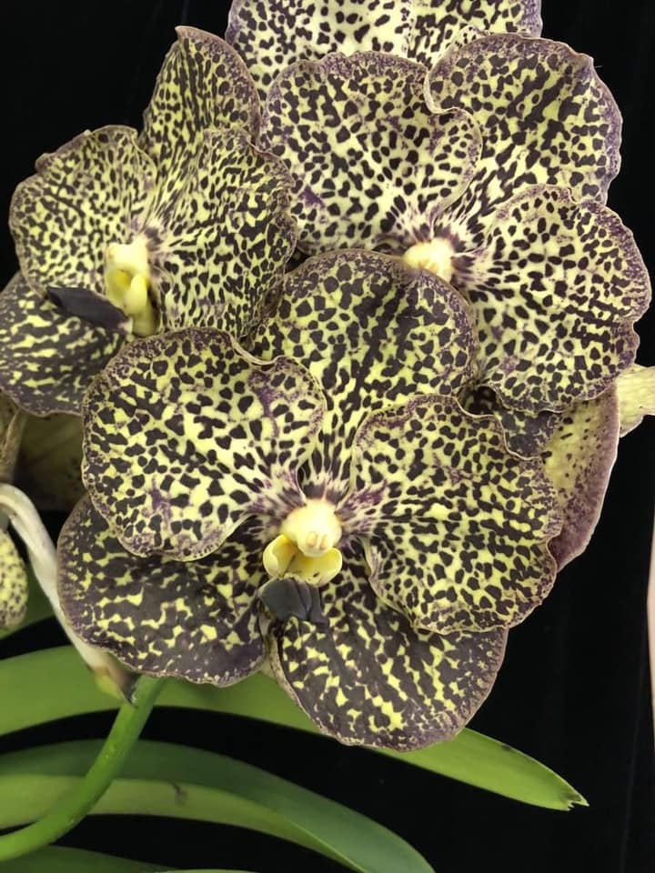 Vanda Ocelot Mocha