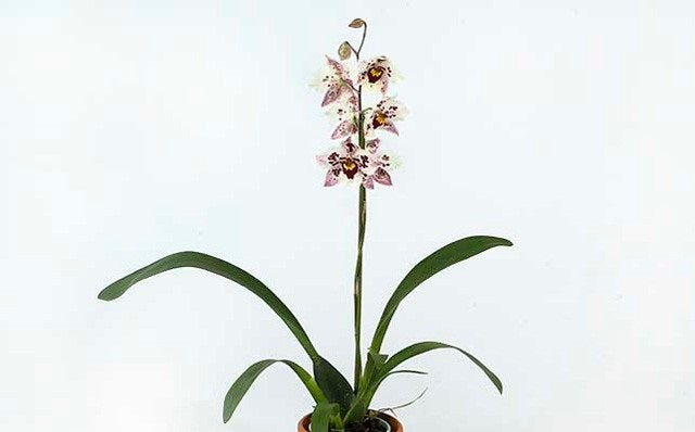 Odontoglossum Anne Claire
