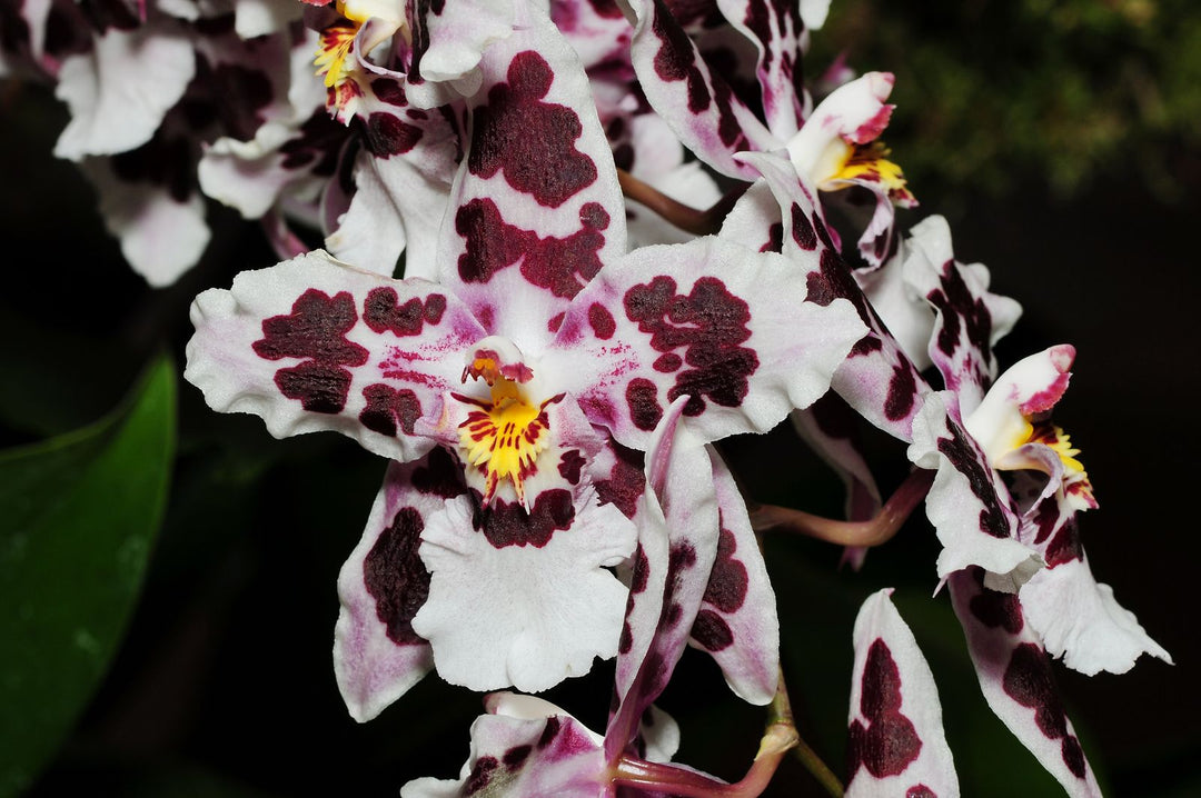 Odontoglossum Anne Claire