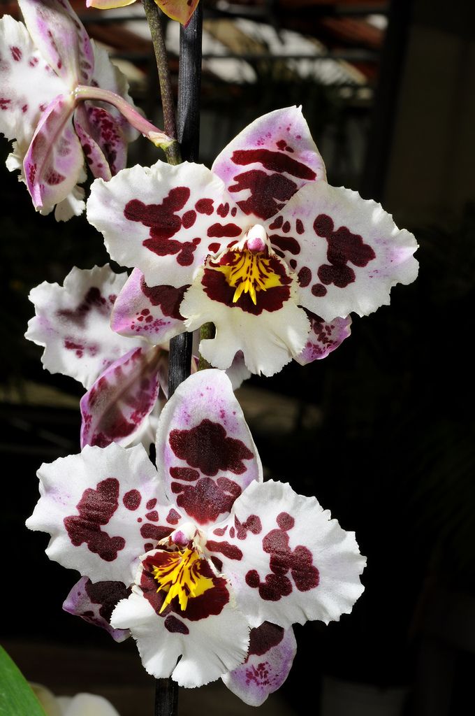 Odontoglossum Anne Claire