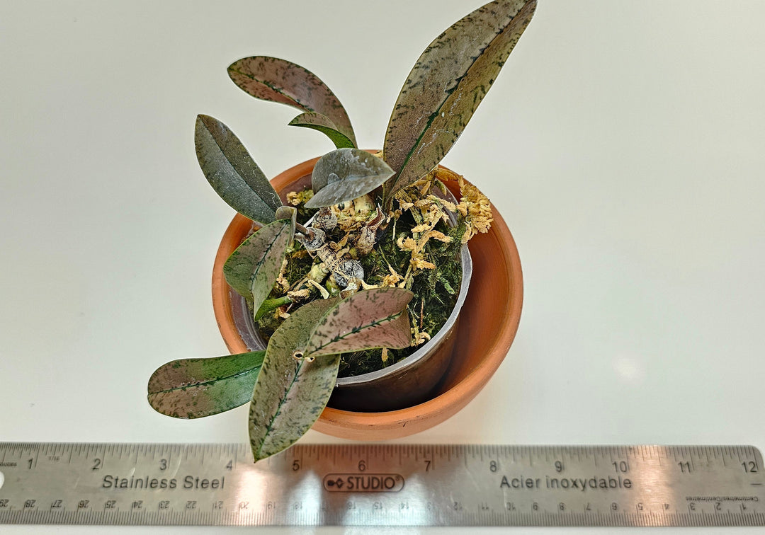 Oeceoclades monophylla