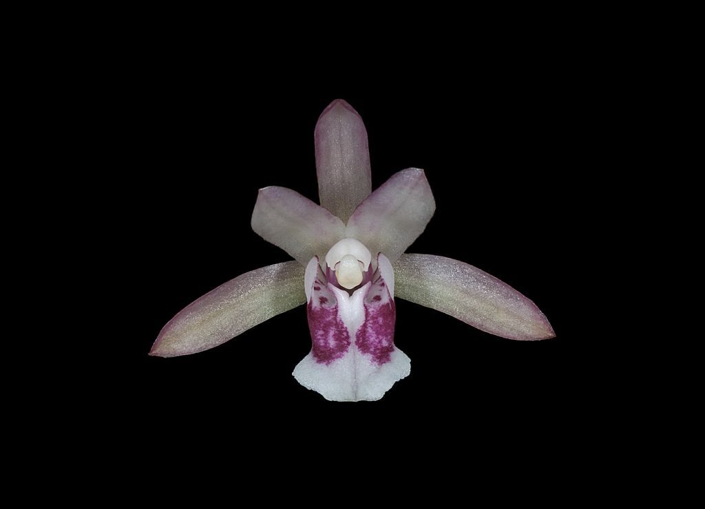 Oeceoclades monophylla