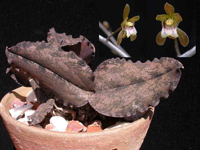 Oeceoclades roseovariegata