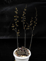 Carica l'immagine nel visualizzatore Galleria, Oeceoclades roseovariegata