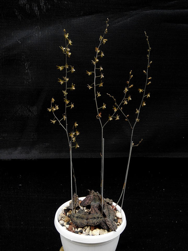 Oeceoclades roseovariegata