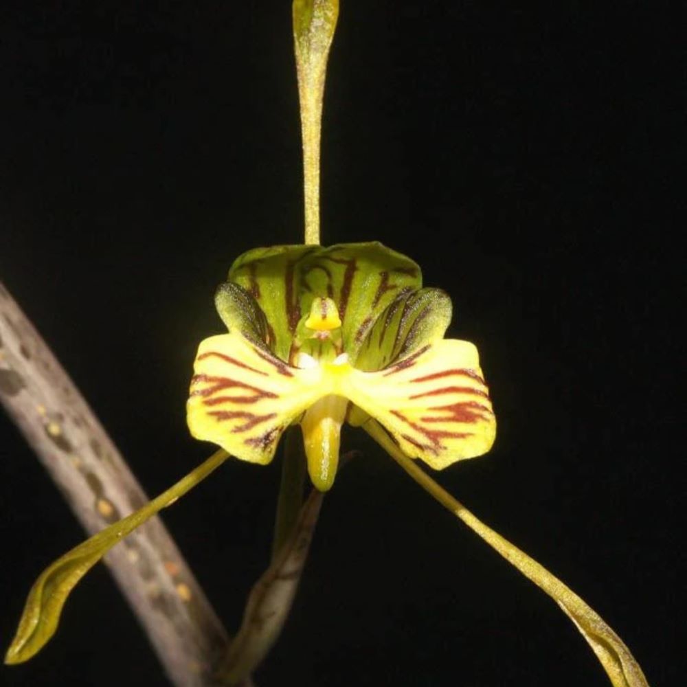 Oeceoclades spathulifera