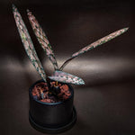 Carica l'immagine nel visualizzatore Galleria, Oeceoclades spathulifera