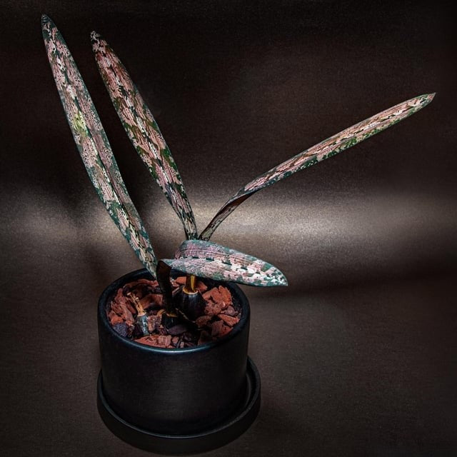 Oeceoclades spathulifera