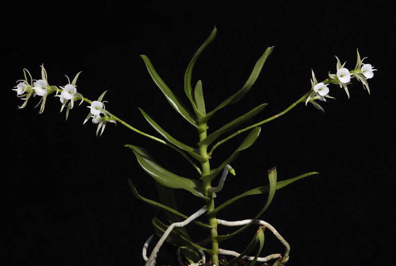 Oeoniella polystachys