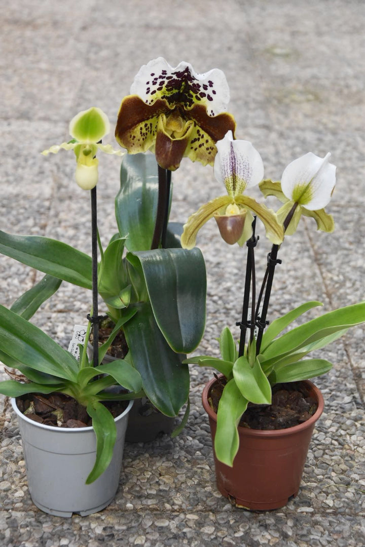 OFFERTA PAPHIOPEDILUM BIS
