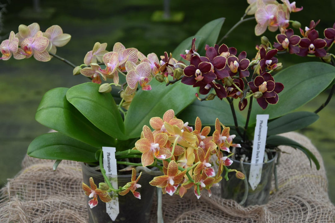 OFFERTA ORCHIDEE RICADENTI