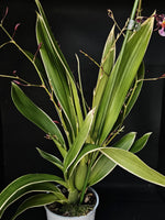 Carica l&#39;immagine nel visualizzatore Galleria, Oncidium Katrin Zoch (Mieke von Holm) Variegata
