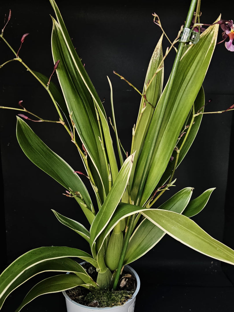 Oncidium Katrin Zoch (Mieke von Holm) Variegata