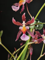 Carica l&#39;immagine nel visualizzatore Galleria, Oncidium Katrin Zoch (Mieke von Holm) Variegata
