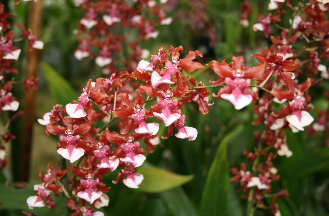 Oncidium Sharry Baby