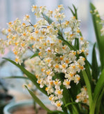 Load image into Gallery viewer, Oncidium Twinkle 'Jasmin'