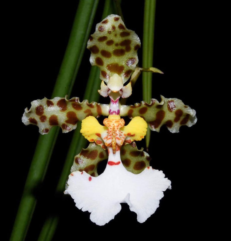Oncidium jonesianum