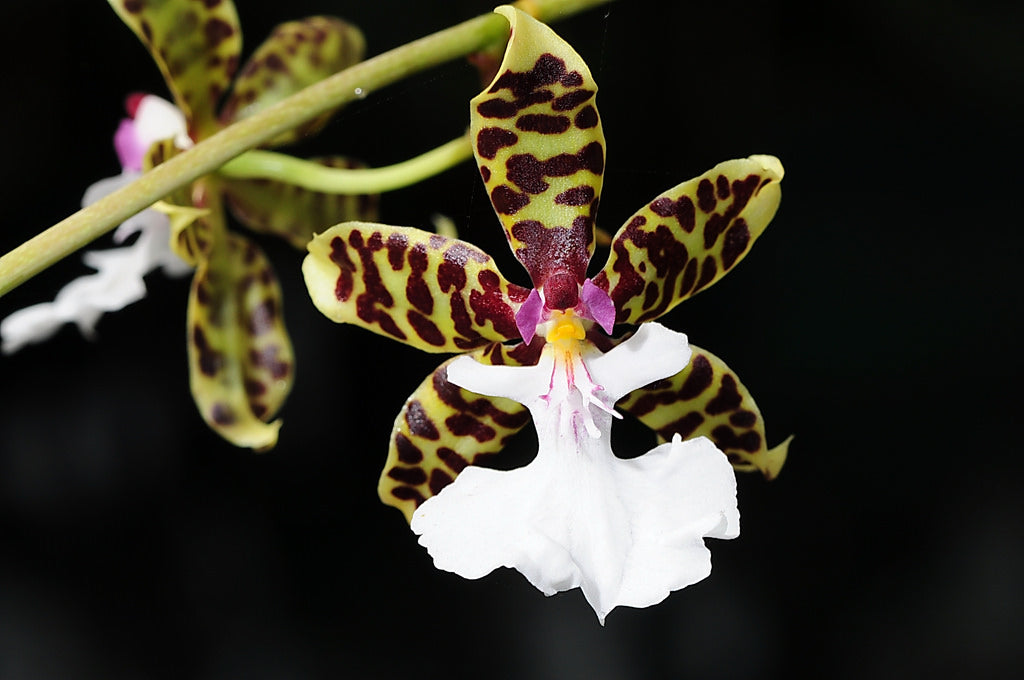 Oncidium leucochilum