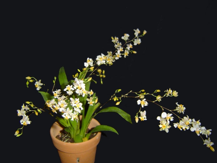 Oncidium Twinkle