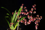 Carica l'immagine nel visualizzatore Galleria, Oncidium Twinkle
