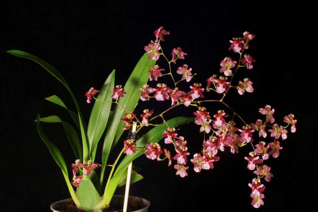 Oncidium Twinkle