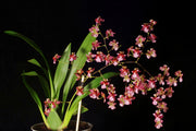 Oncidium Twinkle