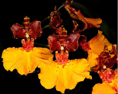 Oncidium zappii x Comparettia speciosa
