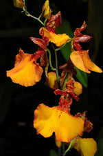 Carica l'immagine nel visualizzatore Galleria, Oncidium zappii x Comparettia speciosa